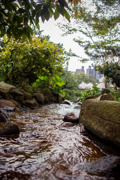 Hermosa Vista Del Río Bosque —  Fotos de Stock