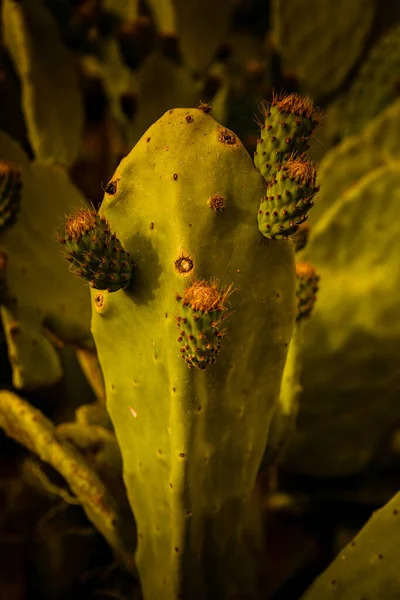 Selektiv Fokus Närbild Den Växande Kaktusen Blommor — Stockfoto