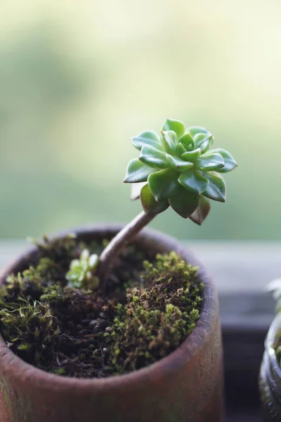 美しい多肉植物植物窓辺の粘土鍋 — ストック写真