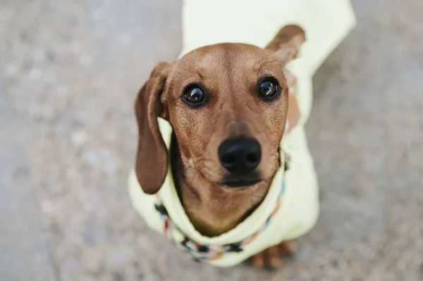 A high angle shot of a cute brown dwarf dachshund standing outdoors staring at the camera
