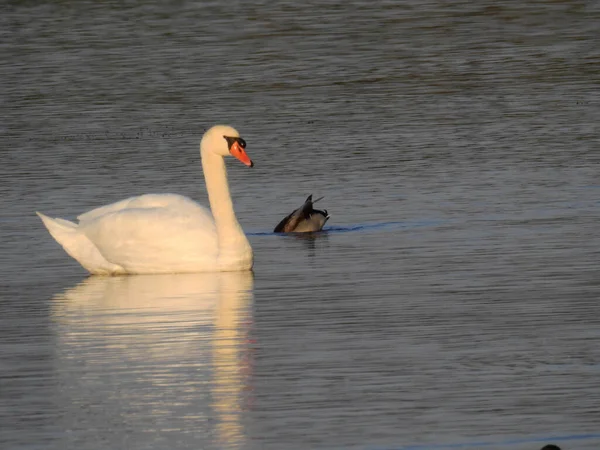 Schöne Aufnahme Eines Schwans Und Einer Ente Die Einem See — Stockfoto