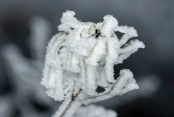 Wybiórcze Zbliżenie Mrożonego Łodygi Roślin Zimą — Zdjęcie stockowe