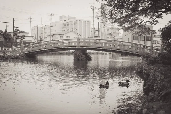 Серый Снимок Уток Плавающих Над Водой Мостом Фудзи Япония — стоковое фото