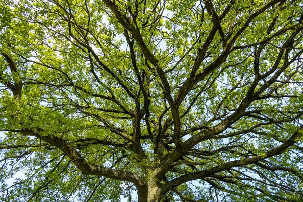 Uma Visão Baixo Ângulo Dos Ramos Árvore Com Folhas Verdes — Fotografia de Stock