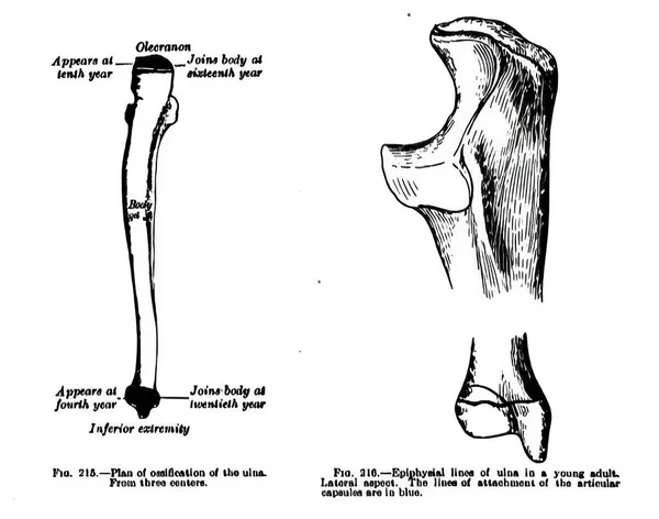 Una Página Libro Atlas Anatomía Humana —  Fotos de Stock