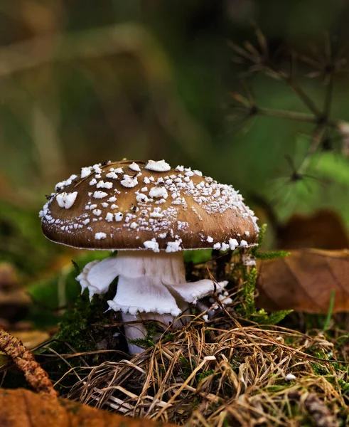 Zbliżenie Ujęcie Grzyba Amanita Pantherina Iglastym Lesie — Zdjęcie stockowe