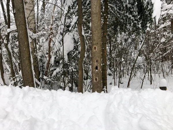 stock image A beautiful shot of trees covered with snow in the forest