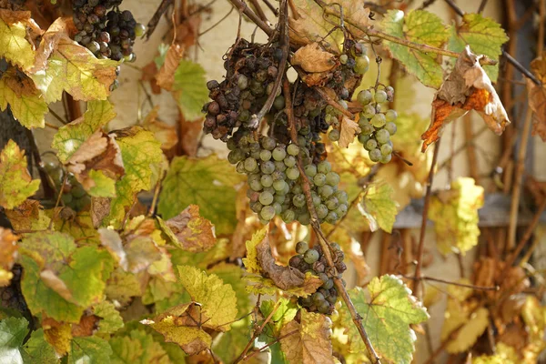 Tiro Close Uvas Planta — Fotografia de Stock