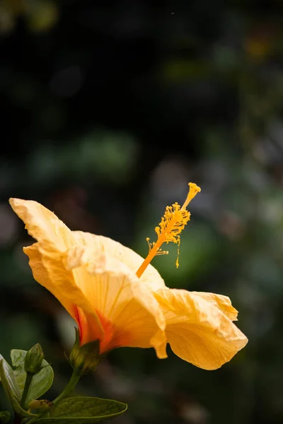 野原に咲く繊細なハイビスカスの花のクローズアップ — ストック写真