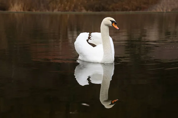 暗い背景で川に浮かぶ孤独な白い白鳥の美しい景色 — ストック写真