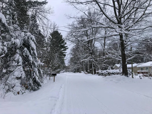Krásný Záběr Cestu Obklopenou Stromy Pokrytou Sněhem Lese — Stock fotografie