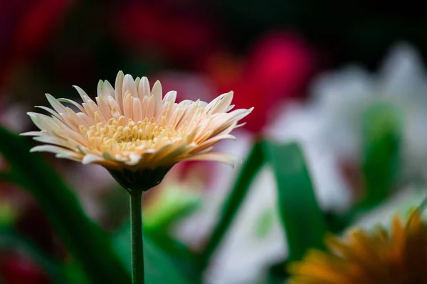 Selective Focus Shot Coral Gerbera Flowers — Stock Photo, Image