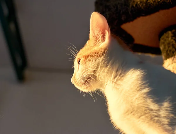 Een Slaperige Grappige Kat Die Geniet Van Het Zonlicht — Stockfoto