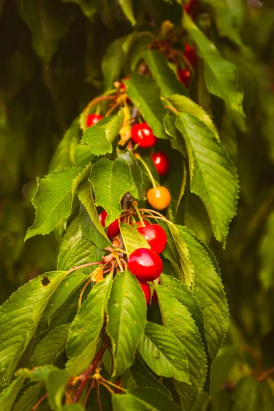 Reife Rote Beeren Eines Busches Von Viburnum — Stockfoto