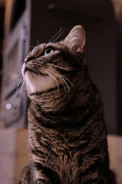 Tiro Seletivo Foco Gato Europeu Shorthair Observa Seu Ambiente Com — Fotografia de Stock