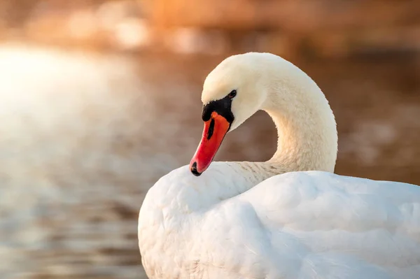 Una Toma Selectiva Hermoso Cisne Cerca Del Tranquilo Lago —  Fotos de Stock