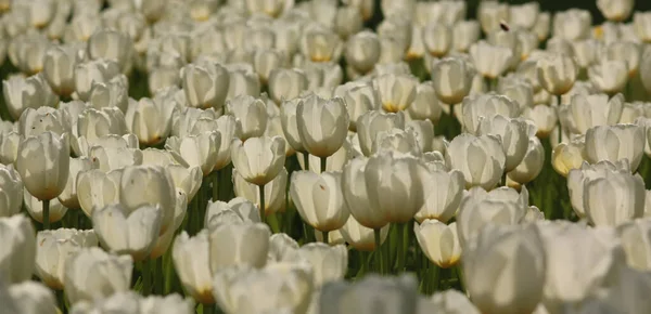 Piękny Strzał Białego Tulipanowego Pola — Zdjęcie stockowe