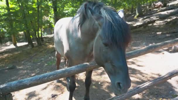 Beautiful Black Horse Forest — Stockvideo