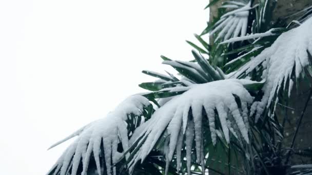 Селективный Фокус Пушистого Белого Снега Падающего Гигантские Растения Снаружи Зимний — стоковое видео