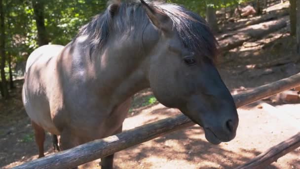 Mooi Wit Paard Met Blauwe Ogen — Stockvideo