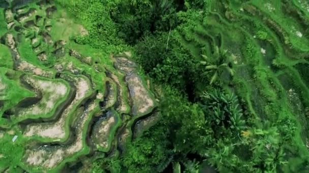 Вид Воздуха Зеленые Луга Рисовыми Террасами — стоковое видео