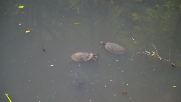 Las Pequeñas Tortugas Adorables Nadando Estanque Parque — Vídeo de stock