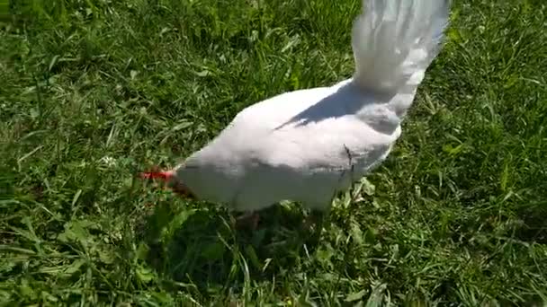Chicken Grazing Outdoor Sunny Day — Stock Video