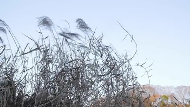 Beautiful Shot Swaying Plants Wind — Stok video