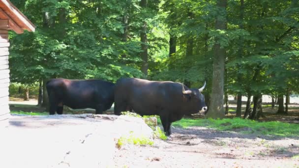 Majestic Black Bulls Long Sharp Horns Park Surrounded Trees — Stockvideo