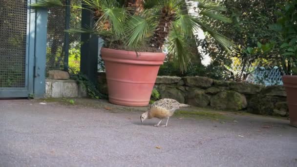 Beautiful Brown Common Pheasant Bird Walking Ground Park — Stockvideo