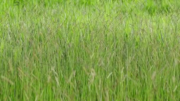 緑の草の質感の背景 — ストック動画