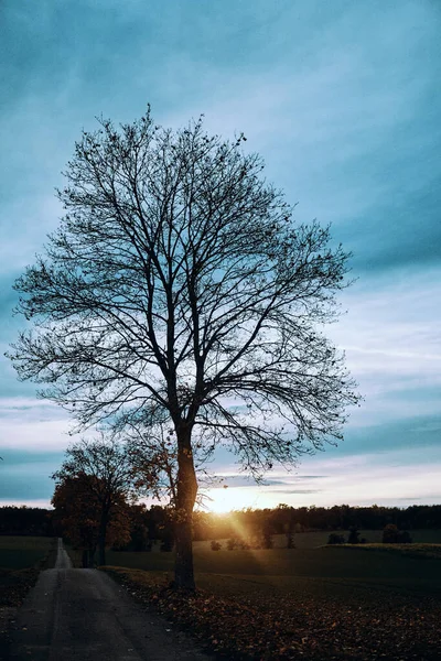 Gün Batımında Ağaçların Olduğu Güzel Bir Manzara — Stok fotoğraf