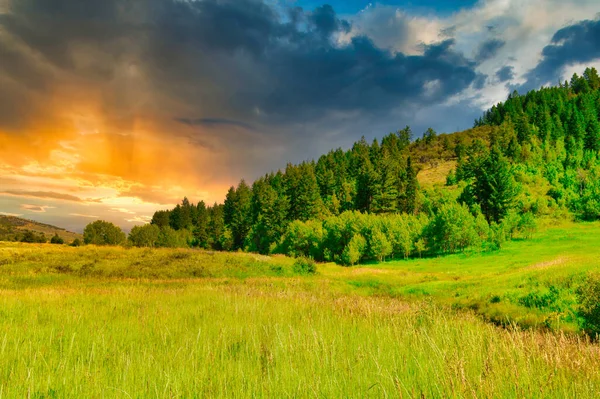 Захватывающий Снимок Красивого Густого Леса Красочном Закате — стоковое фото