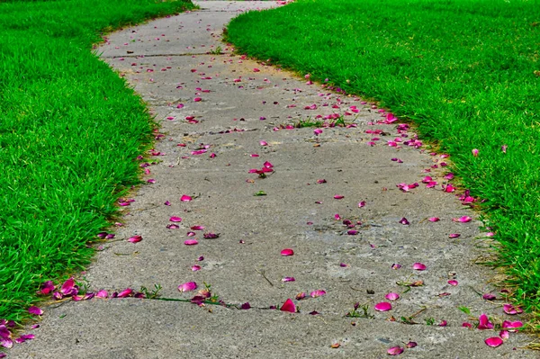 Primer Plano Una Manera Estrecha Con Pétalos Rosa Ella — Foto de Stock