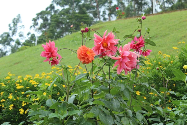 昼間に緑の公園で美しいダリアの花のクローズアップショット — ストック写真