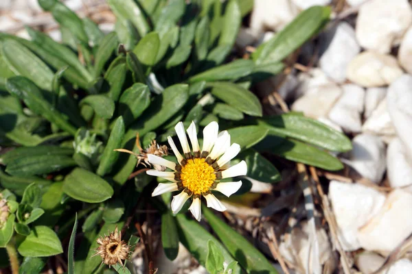 Eine Nahaufnahme Einer Trockenen Margeritenblume Einem Garten — Stockfoto