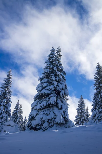 Vertikal Bild Träd Kulle Täckt Snö Blå Molnig Himmel — Stockfoto