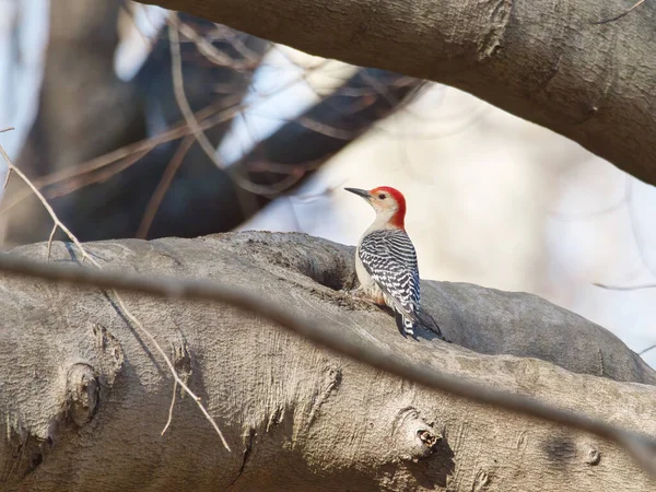 Een Close Shot Van Een Mooie Vogel — Stockfoto