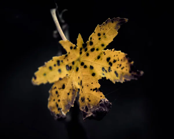 Селективный Фокус Осеннего Листа Выделенного Черном Фоне — стоковое фото