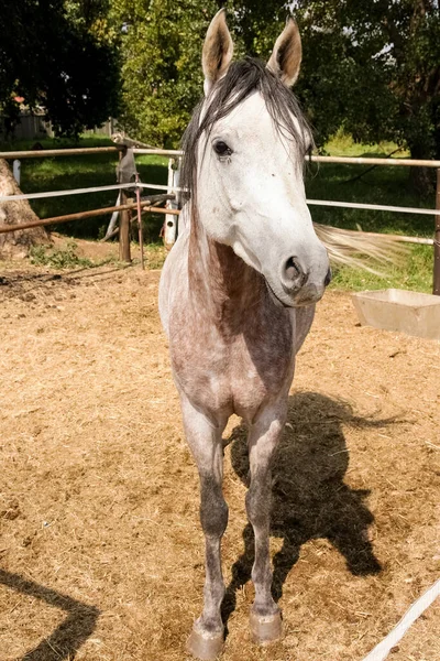 手作りの金属製フェンスの近くの農場で1頭の馬の垂直ショット — ストック写真