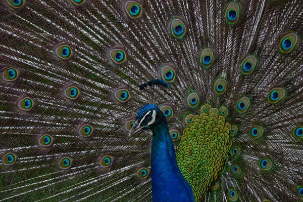 Una Toma Selectiva Hermoso Pavo Real Zoológico — Foto de Stock