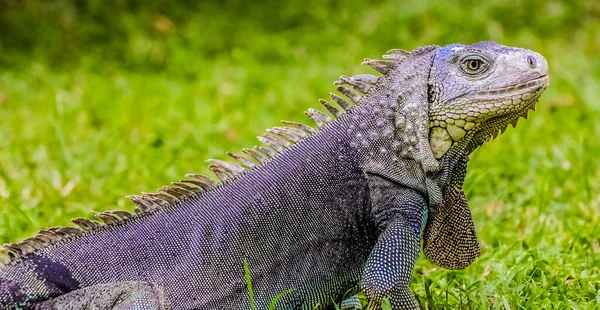 Retrato Close Uma Grande Iguana Comum Uma Floresta — Fotografia de Stock