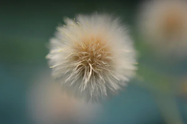 Primer Plano Diente León Sobre Fondo Borroso — Foto de Stock