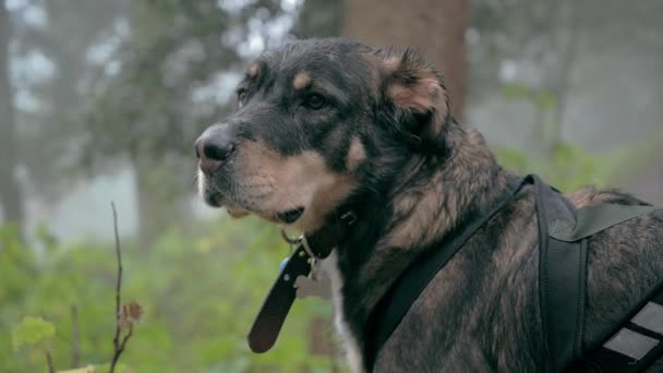 Retrato Bonito Mestiço Cão Martingale Com Contato Engraçado Olho Câmera — Vídeo de Stock