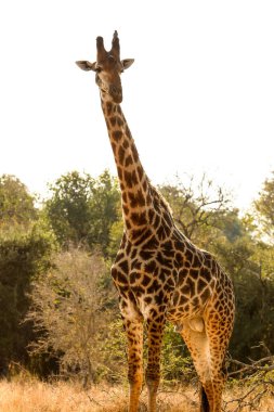 A vertical shot of a single giraffe on safari in a South African game reserve clipart
