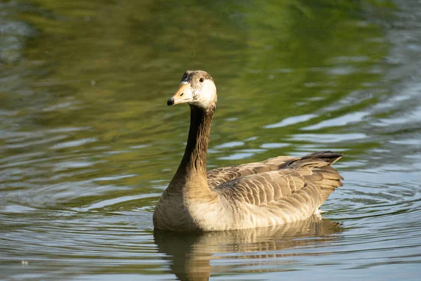 Goose Swimming Lake Alone — Stock Photo, Image