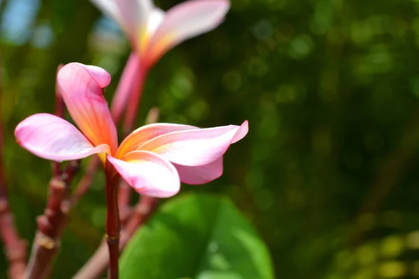 Primer Plano Una Flor Rosa Frangipani Plumeria —  Fotos de Stock