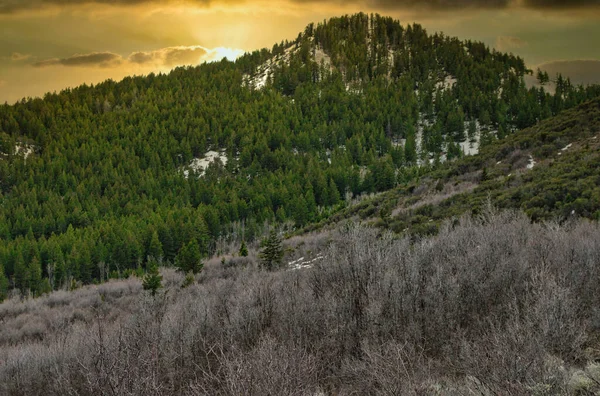 曇り空の下で美しい鬱蒼とした森の魅惑的なショット — ストック写真