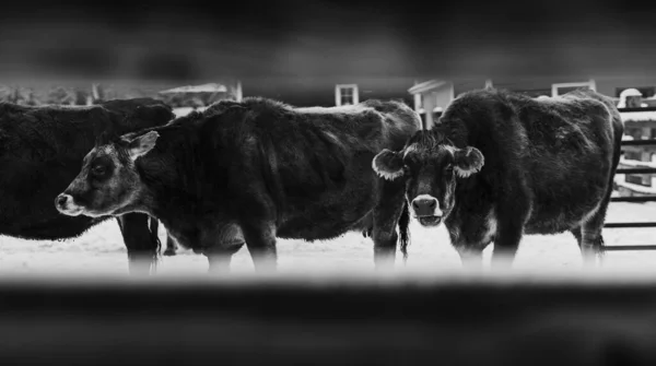 Tiro Escala Cinza Vacas Leiteiras Através Cerca Fazenda Durante Inverno — Fotografia de Stock