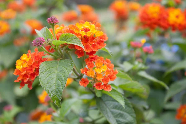 Foco Seletivo Close Das Flores Lantana — Fotografia de Stock